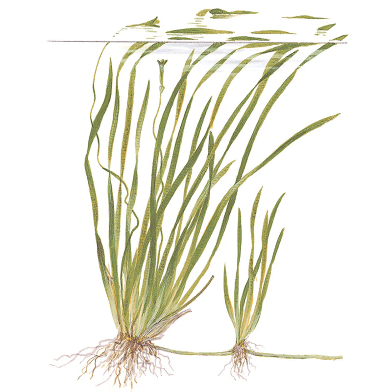 Vallisneria spiralis "Tiger" Nr.7 ca. 30-55 cm - Image 4