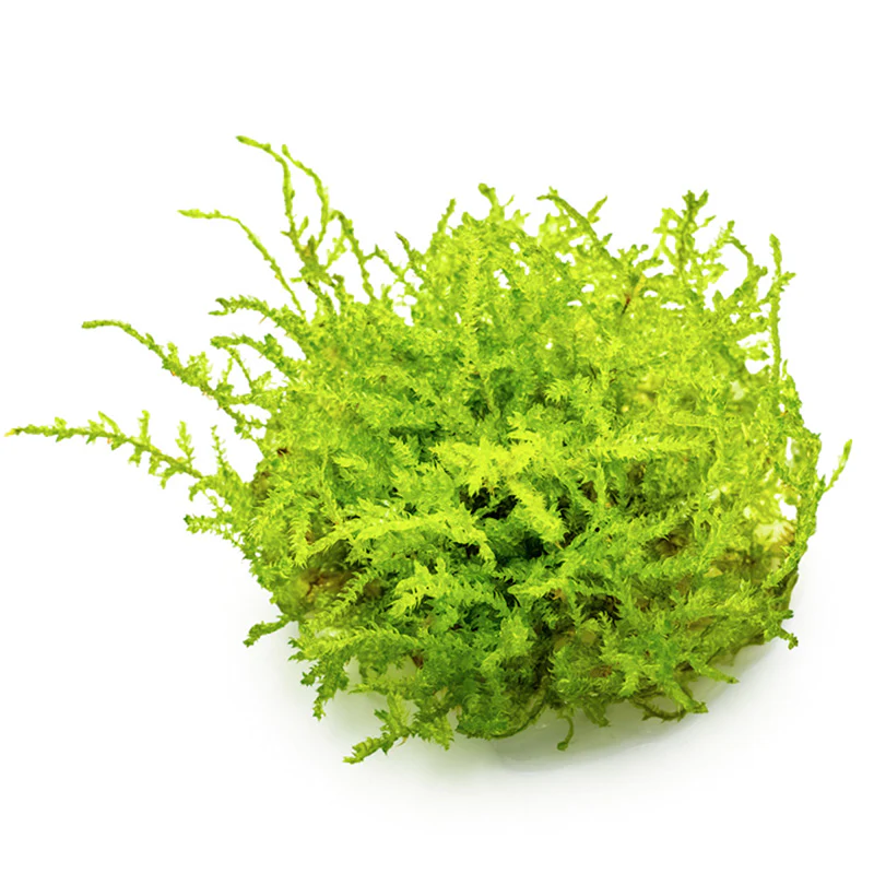 Vesicularia dubyana "Christmas Moss" Nr.8 1-2-Grow - Image 2