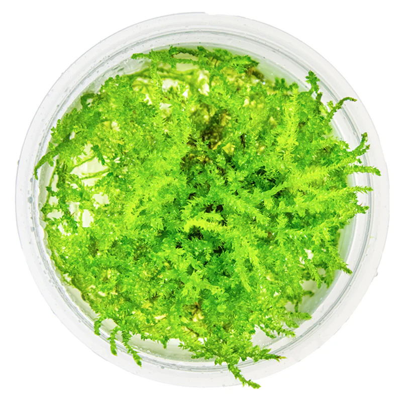 Vesicularia dubyana "Christmas Moss" Nr.8 1-2-Grow - Image 3