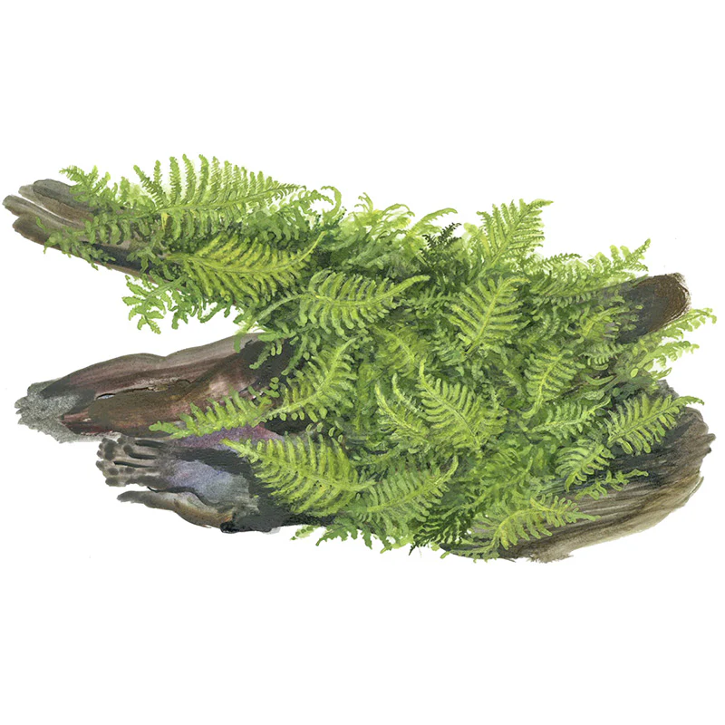 Vesicularia dubyana "Christmas Moss" Nr.8 1-2-Grow - Image 4