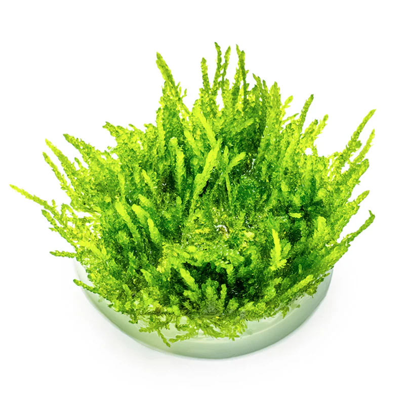 Vesicularia ferriei "Weeping Moss" Nr. 81-2-Grow - Image 2