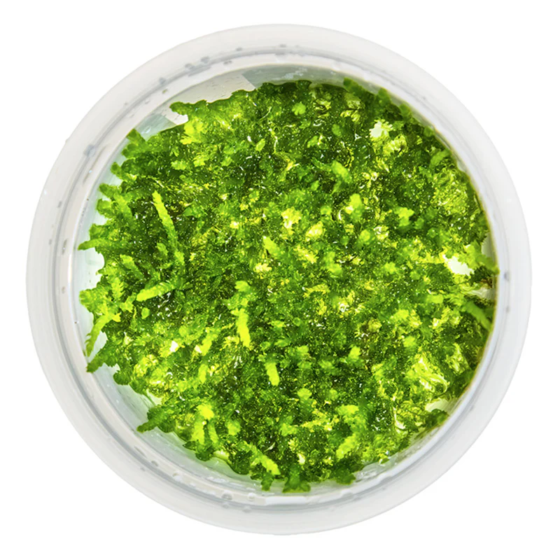 Vesicularia ferriei "Weeping Moss" Nr. 81-2-Grow - Image 3