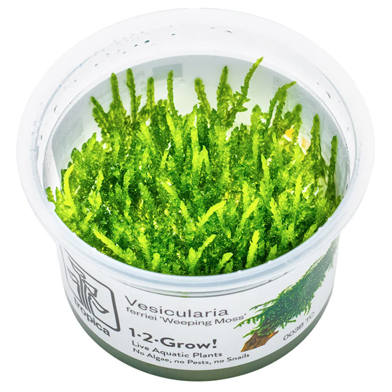 Vesicularia ferriei "Weeping Moss" Nr. 81-2-Grow - Image 5